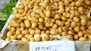 Ireal câți lei costă un singur kilogram de cartofi românești noi în "piața bogătașilor" din Dorobanți