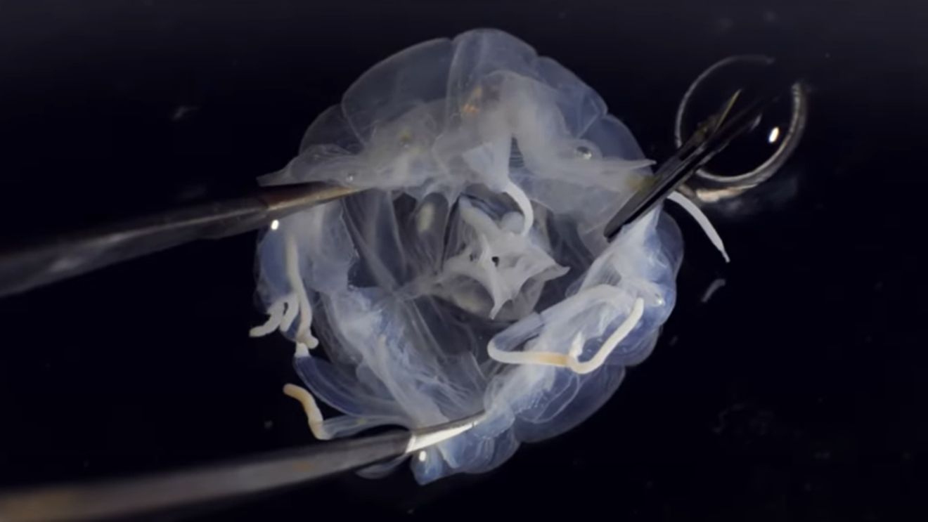 Animalul periculos cu 24 de ochi care a șocat cercetătorii. Are forma unei cutii și poate să te otrăvească