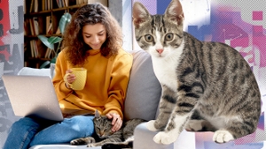 Care este semnalul sonor ce nu poate fi ignorat de pisici? De ce felinele reacționează întotdeauna la „pis-pis-pis”