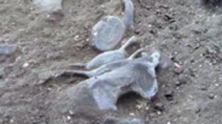 Fosilele unei balene primitive au fost descoperite in Antartica!