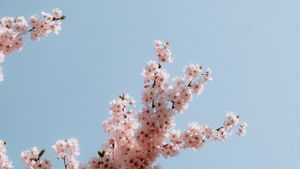 Tradiții și obiceiuri în Sâmbăta Floriilor. Ce nu trebuie să faci niciodată în Sâmbăta lui Lazăr
