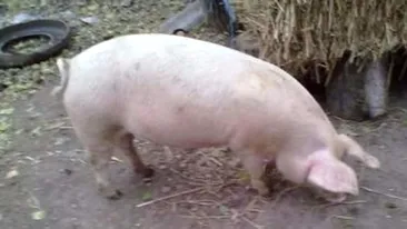 Ce amendă uriașă a primit o femeie din Satu Mare din cauza...porcului!
