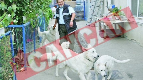 Lupii albi, interzisi de Hitler, au ajuns in ograda unui bucurestean