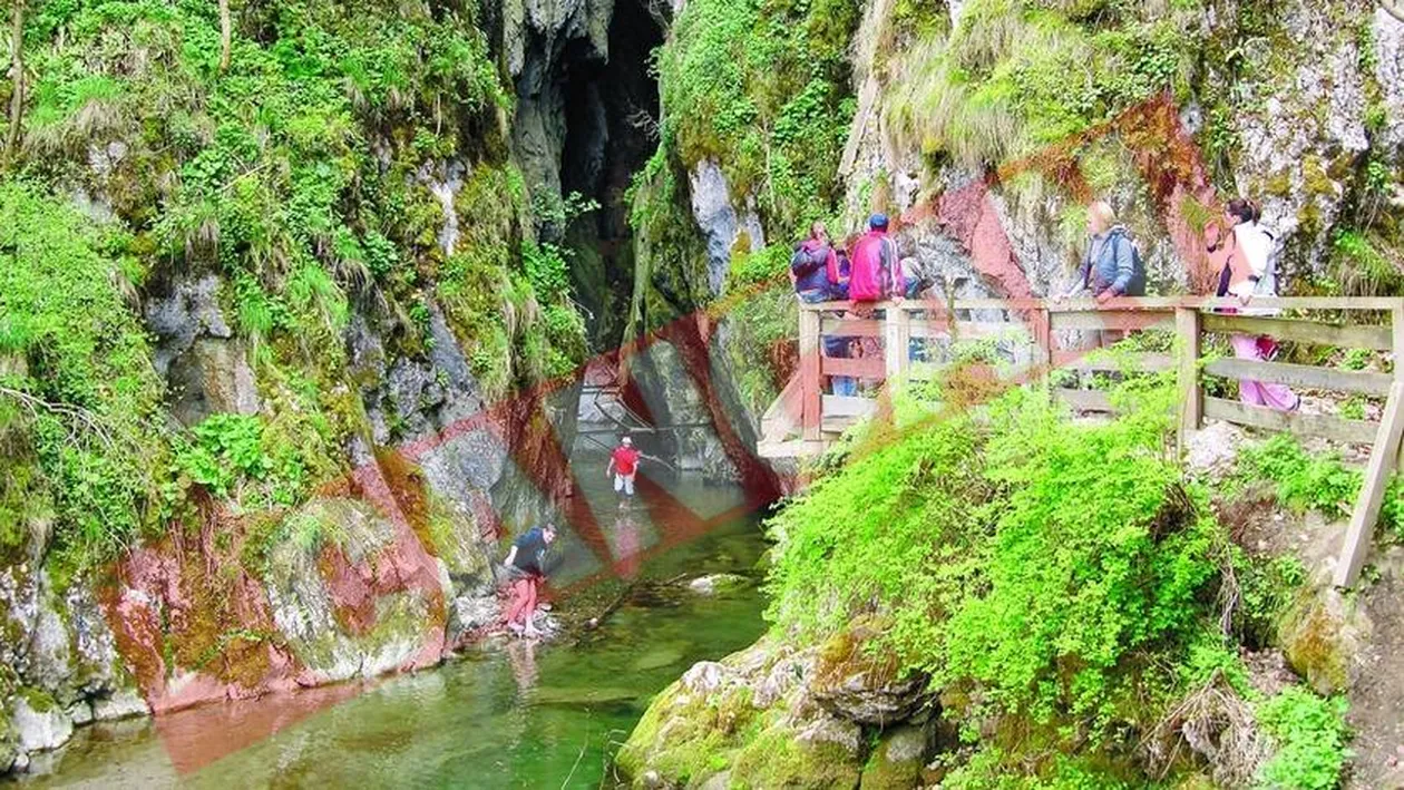 Pazea, vin liliecii!