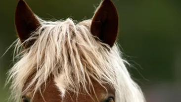 Trece prin chinuri groaznice dupa ce un cal l-a muscat de penis