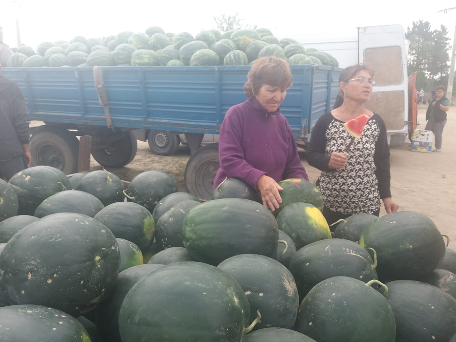 Pepenii au ajuns la en-gros în Dăbuleni