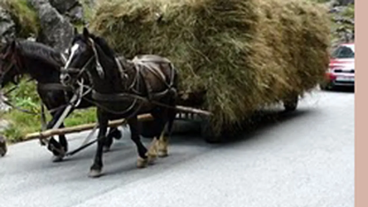 Un barbat din Caras-Severin a murit strivit de rotile carutei in care se afla