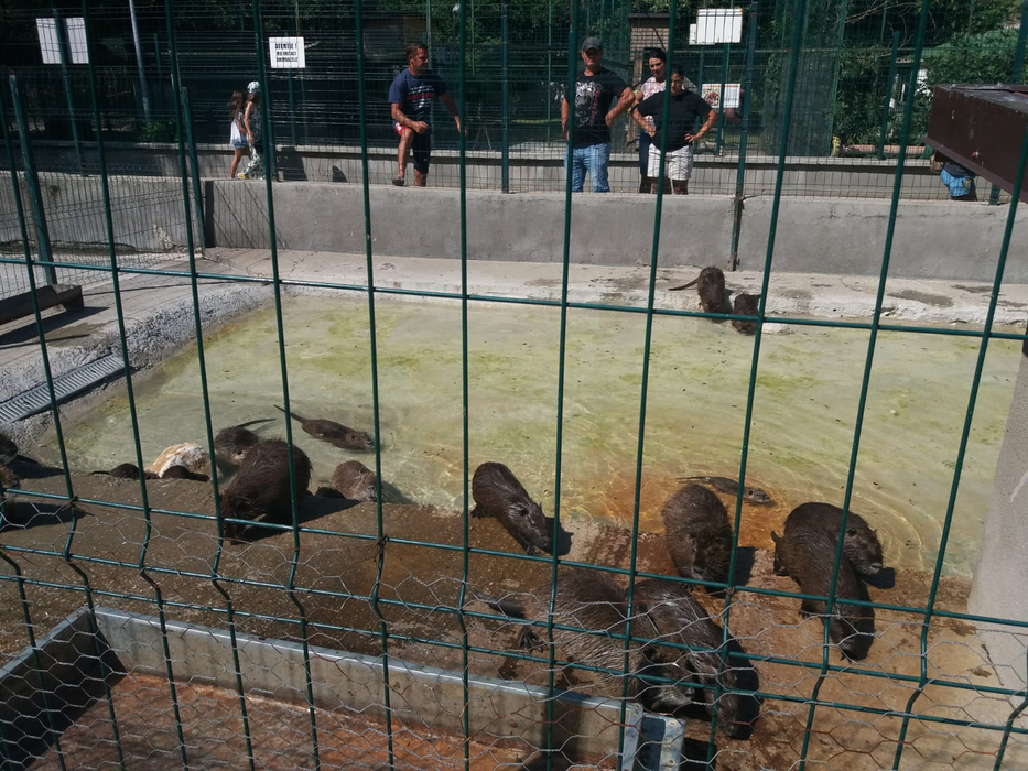 Regim special de caniculă pentru animalele de la zoo