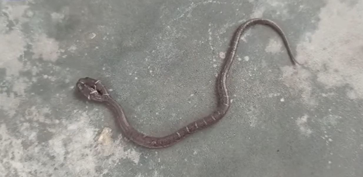 Nu e trucaj! Filmare inedită cu șarpele cu 2 capete. Specie foarte rară de reptilă a fost descoperită în India, iar unii oameni cred că prevestește ceva rău | VIDEO