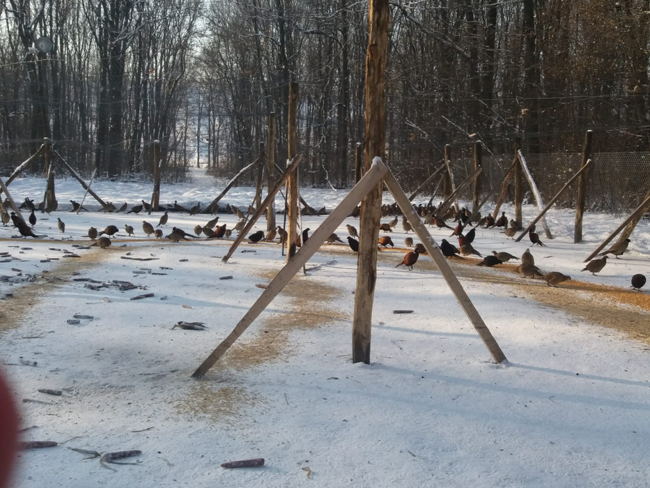 Silvicultorii din Olt reiau tradiția vânătorii de fazani