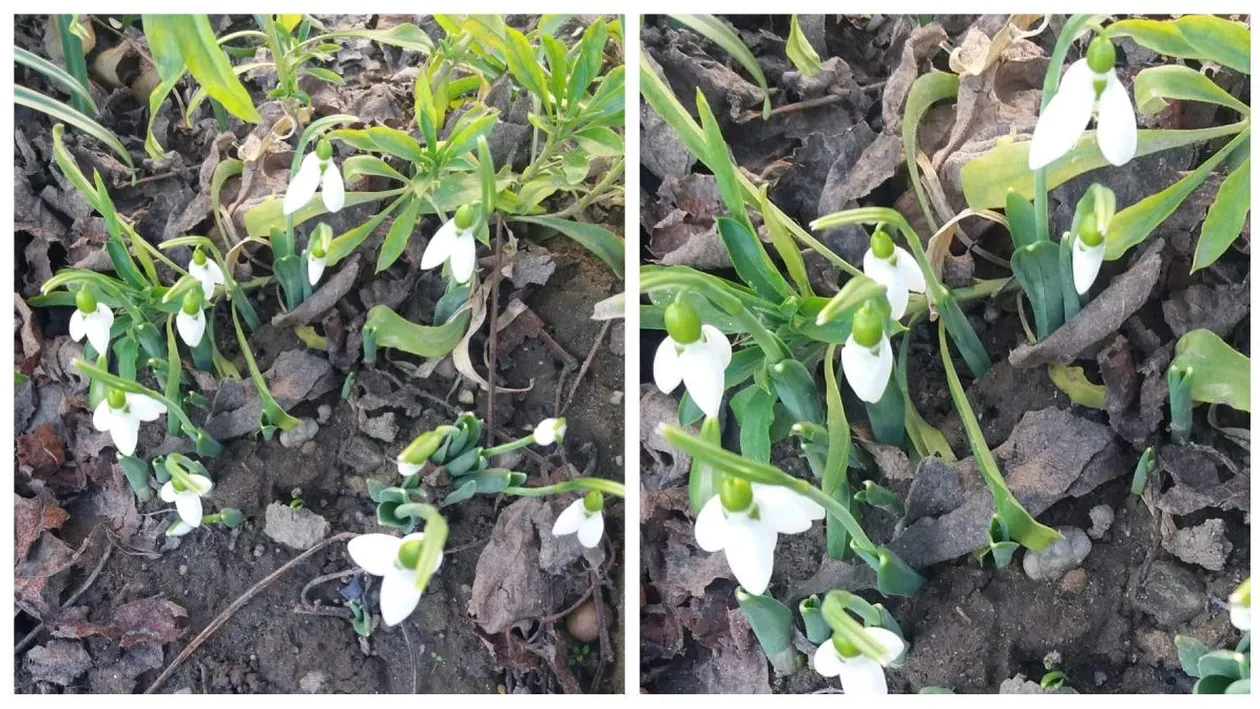 Temperaturi de primăvară în Oltenia! Au înflorit ghioceii în miez de iarnă