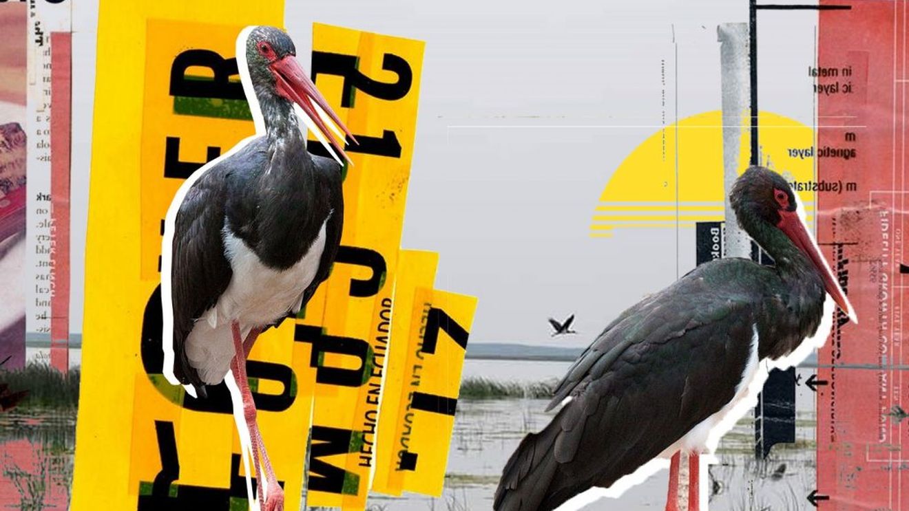 Comoara de pe lacul Bistreț. Au reapărut berzele negre, o specie rar întâlnită în România