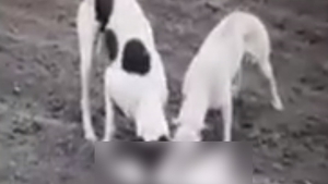 Cruzime fără margini. Un tânăr din Dâmbovița și-a pus câinii să sfâșie o pisică, pentru a se lăuda în fața celui care intenționa să îi cumpere. Imagini șocante