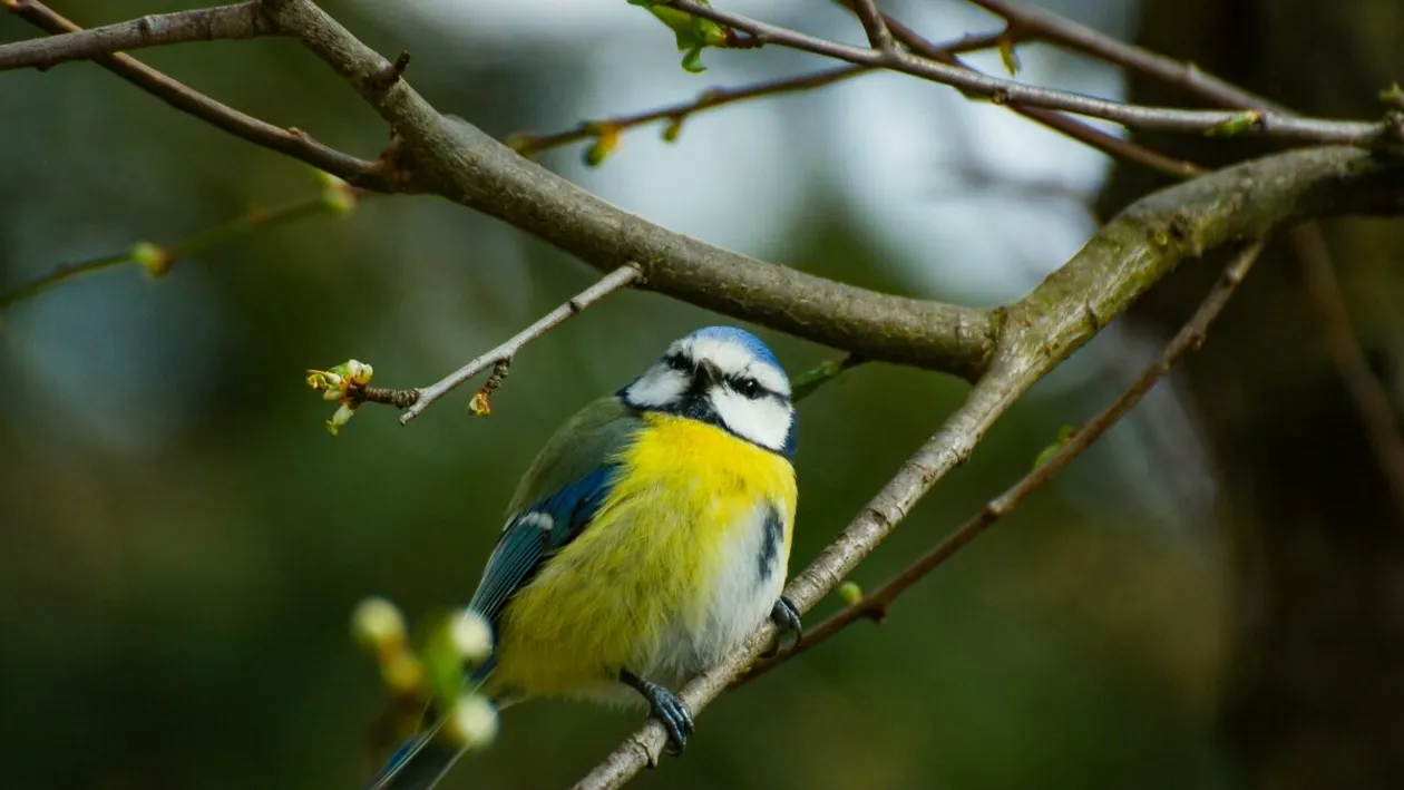 Ce se întâmplă în corpul tău când asculți cântecul păsărilor – rezultatele unui studiu