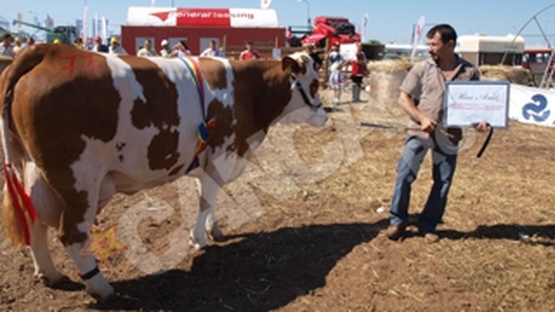 Vaca austriaca Dolly este Miss Arad 2011