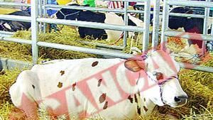 Florica din Vidra e "Miss Vaca 2008"