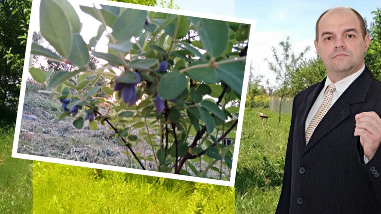 Povestea psihologului care cultivă… afin siberian!