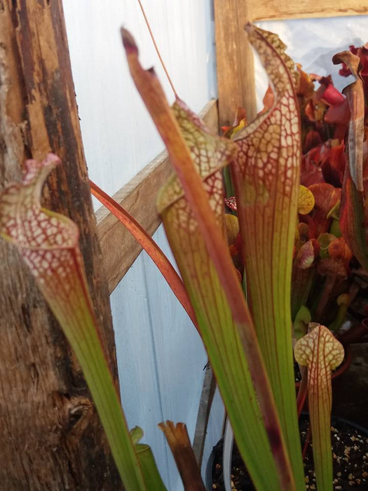 Colecţia de plante carnivore a lui Adrian este impresionantă