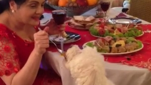 Si-a pus cainele la masa si au impartit sarmalele cu aceeasi furculita! Cum isi rasfata o artista de la noi patrupedul