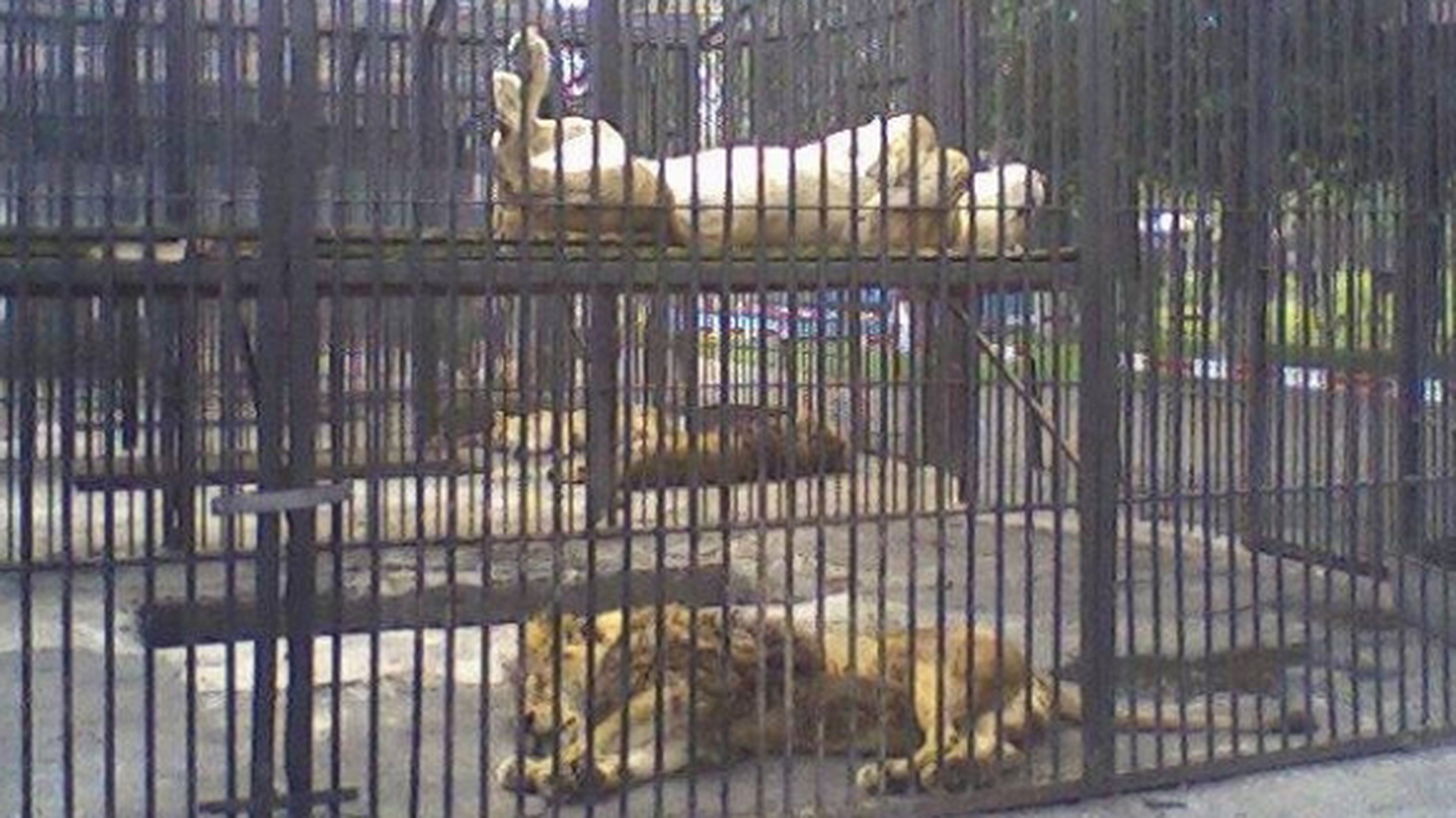 Un baiat de 11 ani a ajuns in stare grava la spital. Atacat de leu la Gradina Zoologica din Radauti
