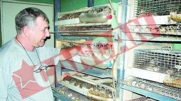 Creste 500 de prepelite in apartament