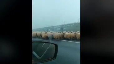 Să vezi și să nu crezi! Ceață, oi și... măgari pe Autostrada Soarelui. Replica ciobanului este incredibilă