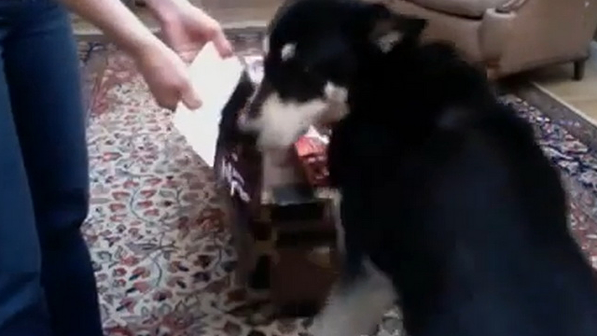 VIDEO Vezi ce inseamna pentru un caine un parfum Dior! Atentie, imagini incredibile!