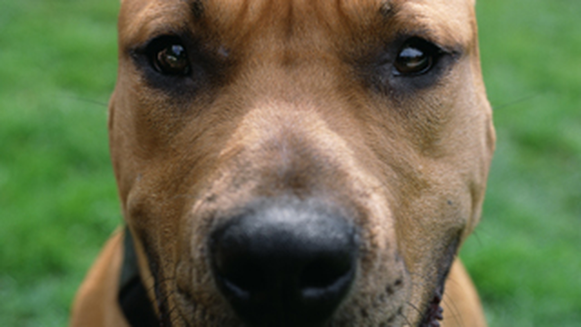 Un pitbull, la un pas sa-si sfasie propriul stapan