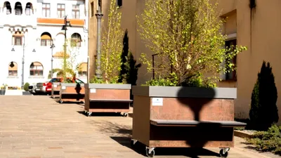 Țara nu are bani, dar Oradea cumpără copaci pe roți cu 2.600 de euro bucata. Poze incredibile cu “pădurea urbană mobilă” din orașul lui Bolojan
