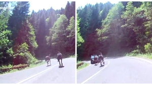 Dacia Sandero vs. cal galopant! Întâlnirea neaşteptată pe care au avut-o pe Transfăgărăşan. Momentul impactului e groaznic VIDEO