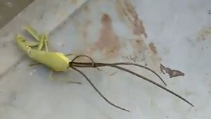 Un filmuleț cu un vierme gigantic a speriat oamenii pe internet. Insecta iese din cadavrul unei călugărițe