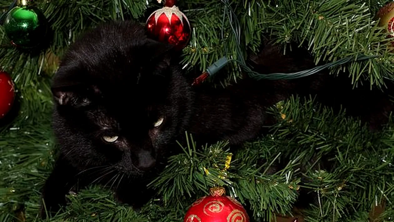 Pisicile adoră Crăciunul! Cele mai haioase poze cu motanei, in singura zi din an cand nimeni nu ii cearta daca se urca in pom!