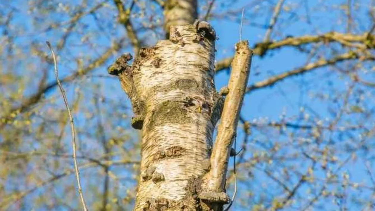 Iluzie optică virală | Găsiți bufnița în maximum 7 secunde!