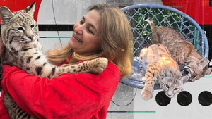 Cu ce afacere exotică a dat lovitura o româncă. Crește râși la Ștefăneștii de Jos, iar un exemplar costă mii de euro. Cumpărătorii, trecuți pe liste de așteptare