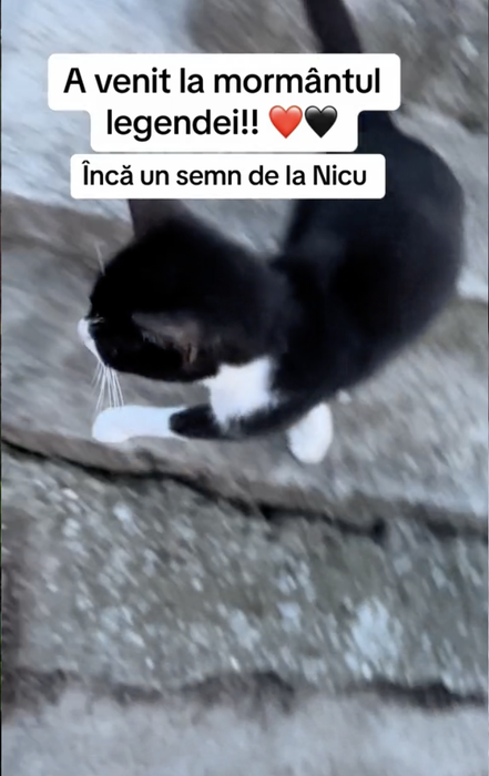 Cum arată mormântul lui Nicu Covaci, la 2 luni de la moartea sa. Ce a apărut lângă cruce: „Tu, dar cum ai venit…”