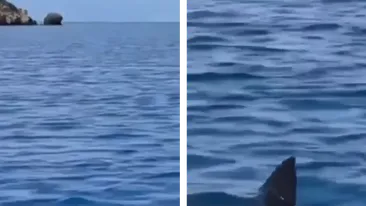 Panică în Turcia, după ce rechinii au venit aproape de țărm! Turiștii au fost evacuați. VIDEO