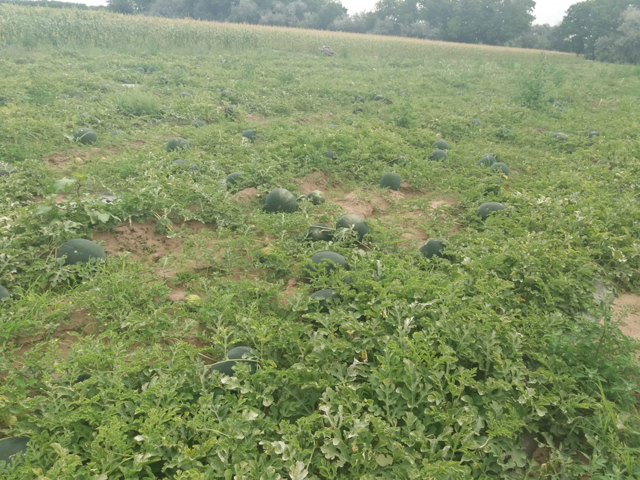 Pepenii de Dăbuleni, înjumătățiți de grindină
