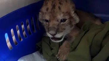 VIDEO. Respins de mamă, un pui de leu de la Zoo Craiova este hrănit din două în două ore cu biberonul