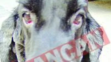 Cainele care mananca sarmale, pepeni si castraveti