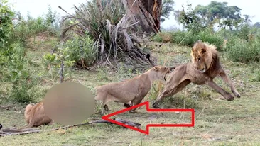 Scena de OSCAR! Reactia INCREDIBILA a unei leoaice dupa ce a omorat un babuin: imaginile sunt emotionante!