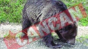 Lesuri de cai, nada pentru ursi