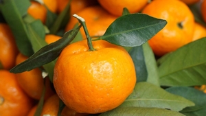 Diferența dintre mandarine și clementine. Par identice la prima vedere, dar nu e așa