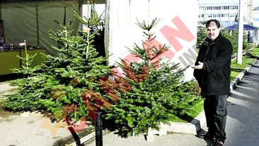 Cel mai ieftin brad, 100 de lei