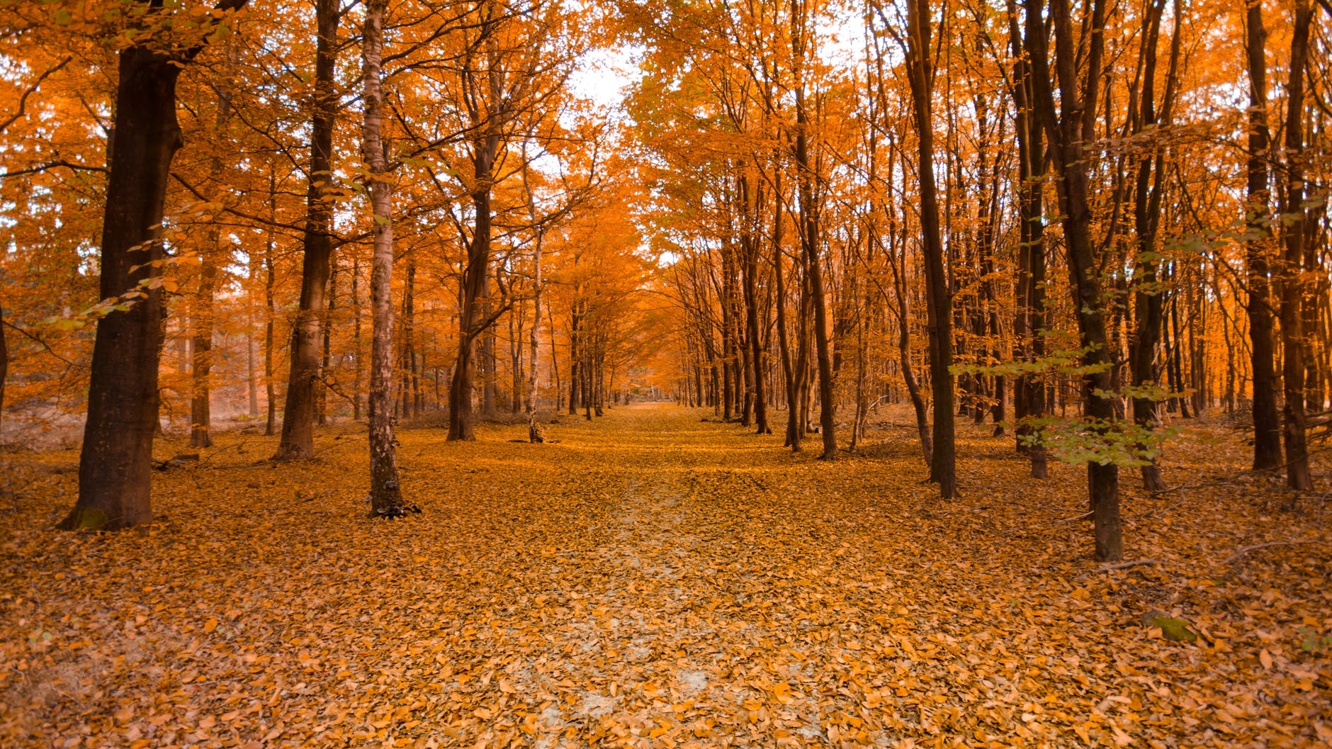 Prognoza meteo pentru următoarele două săptămâni. Cum va fi vremea în fiecare regiune
