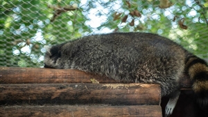 O familie de români și-a luat un animal exotic. Incredibil ce s-a întâmplat, după ce acesta a crescut