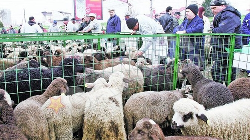 Unde gasesti cea mai ieftina carne de miel