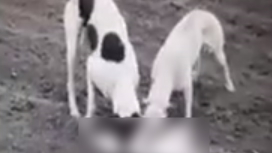 Cruzime fără margini. Un tânăr din Dâmbovița și-a pus câinii să sfâșie o pisică, pentru a se lăuda în fața celui care intenționa să îi cumpere. Imagini șocante