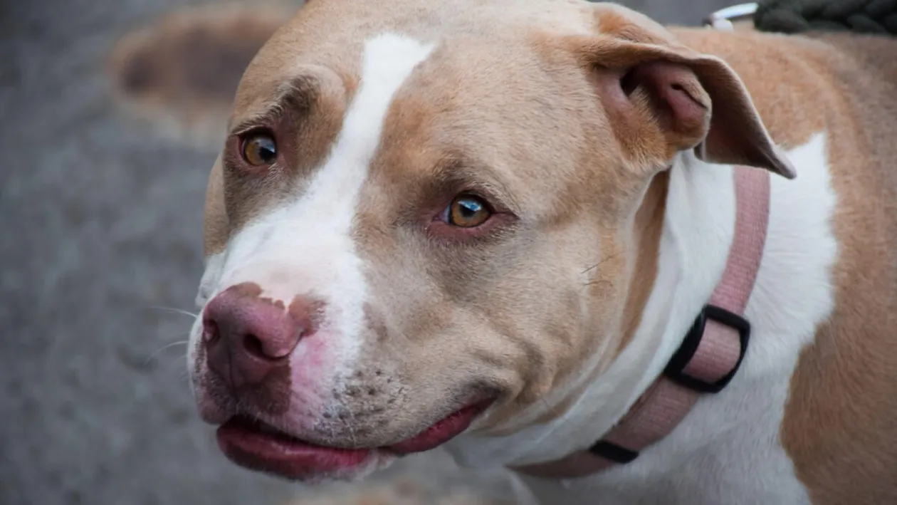 Amendă de 500 de lei pentru românii care dețin câini la curte. Greșelile care aduc poliția la poartă