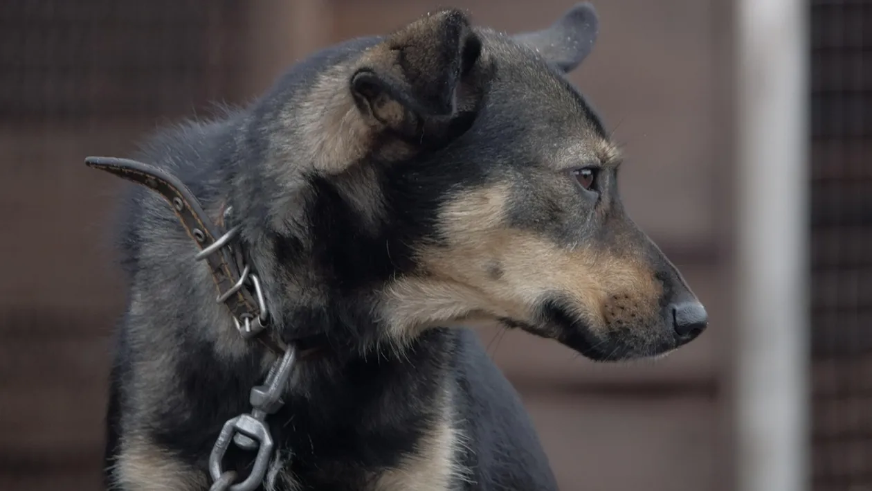 Localitatea din România unde nu se mai află niciun câine în lanț. Proiectul s-ar putea extinde