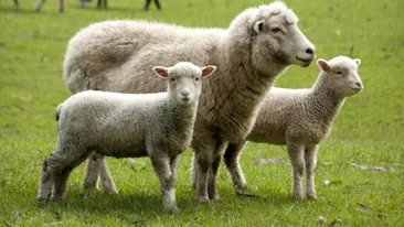 Ce a păţit un bărbat din Mangalia, care a cumpărat un miel de 12,5 kg! De necrezut ce a descoperit acasă